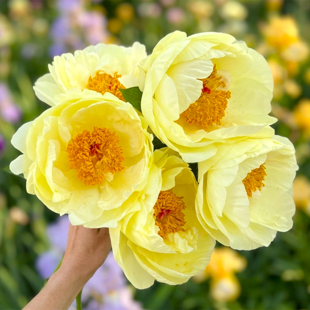 国華園 牡丹苗 香玉 1株 2〜3芽付素掘苗 中輪 花木苗 : 花と緑 国華園