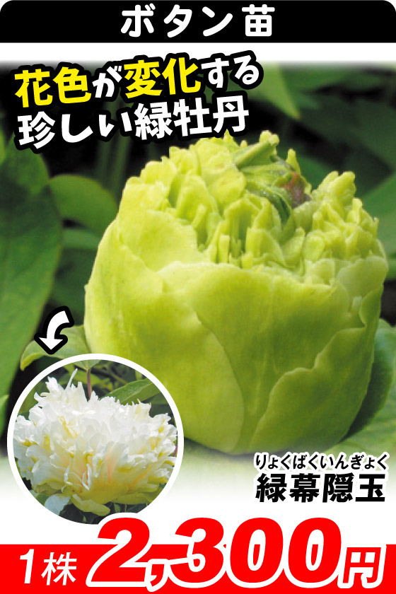 緑幕隠玉