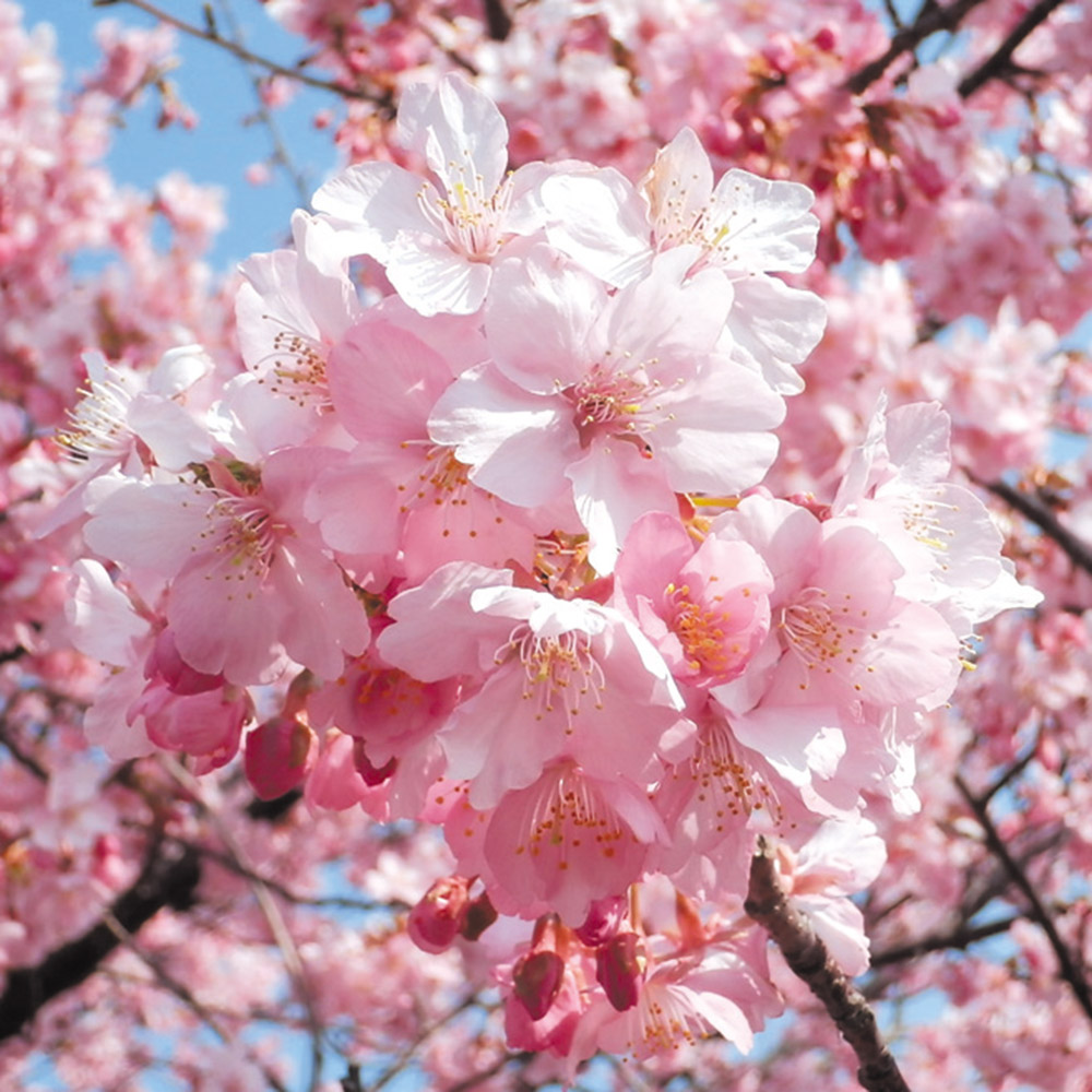植木 盆栽 河津桜」の人気商品一覧 | 安い商品を通販サイトから探す