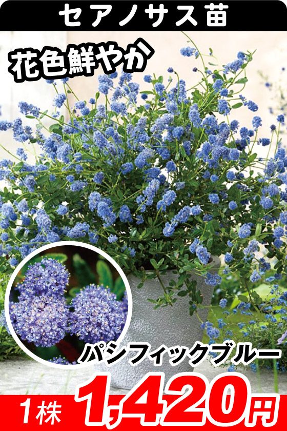 パシフィックブルー