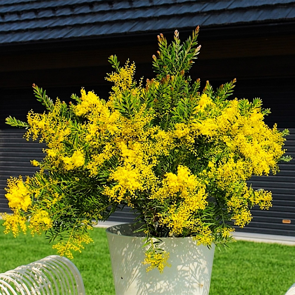 国華園 ピセアプンゲンス 苗 ホプシー 1株 花木苗 : 花と緑 国華園