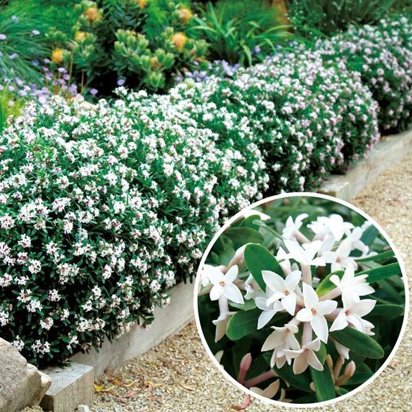 国華園 四季咲き沈丁花苗 エターナルフレグランス 1株 挿木2年生10.5cm