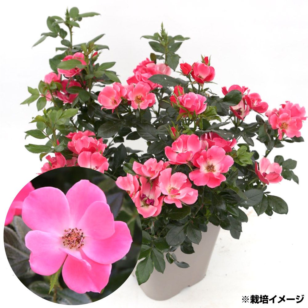 国華園 バラ苗 ピンクゼプティ 1株 10.5cmポット苗 ミニバラ 四季咲き