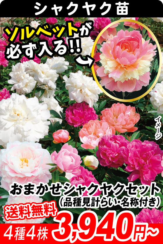 おまかせシャクヤクセット