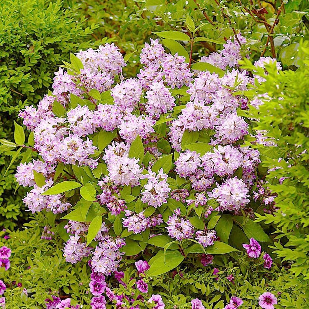 国華園 ラン・山野草苗 山芍薬 白 1株 : 花と緑 国華園 - 通販 - Yahoo