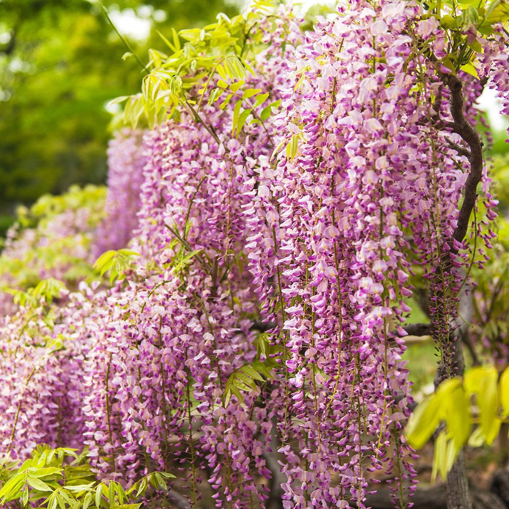 植木 盆栽 紅藤」の人気商品一覧 | 安い商品を通販サイトから探す