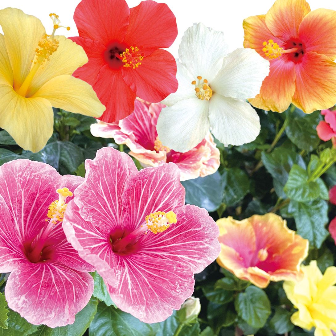 国華園 花苗 激安 ハイビスカス おまかせミックス 開花株 6株 (3〜4