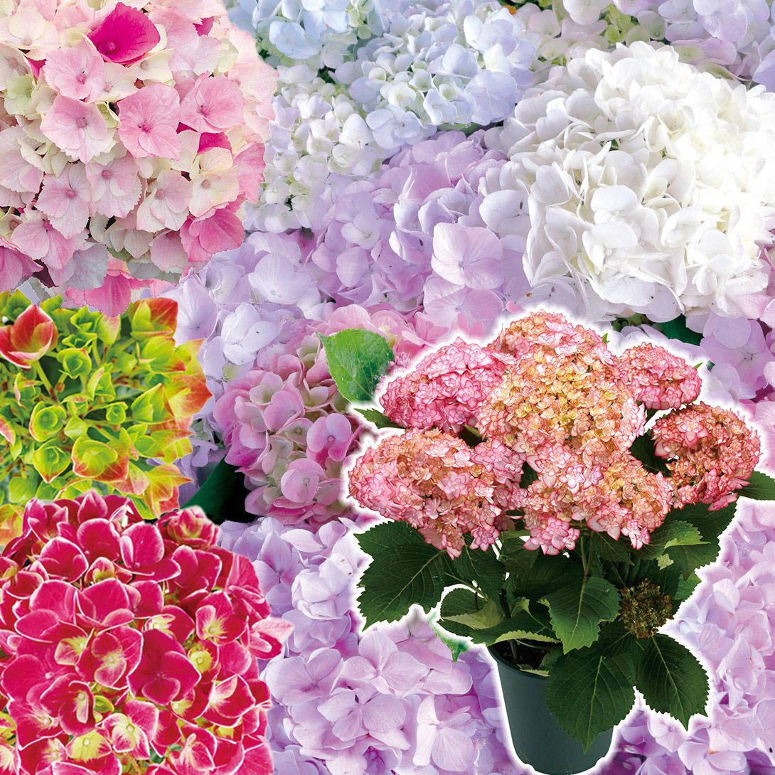 国華園 花木苗 アジサイ 鉢花 お買得アジサイおまかせ福袋 (花色