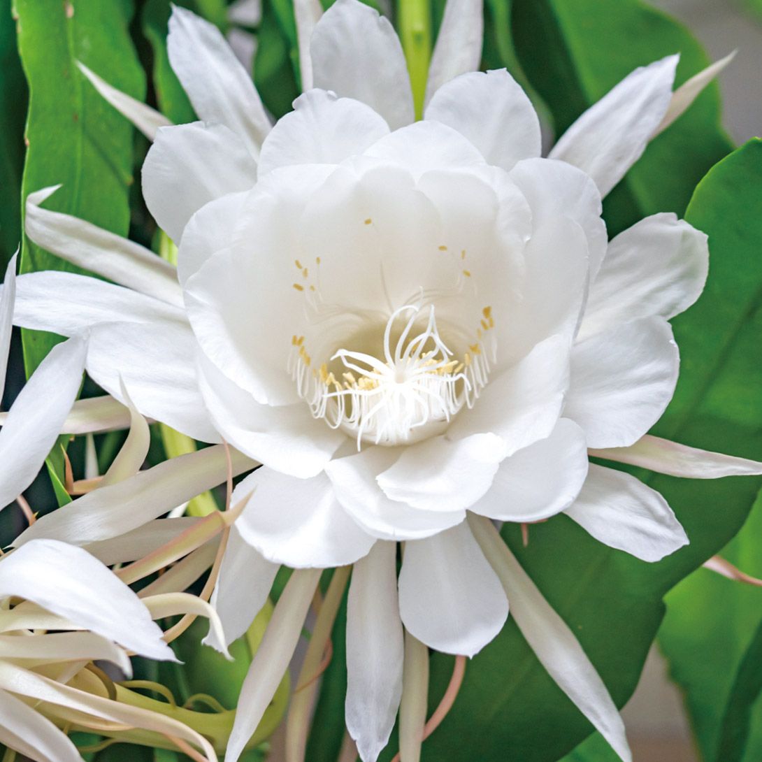 国華園 鉢花 月下美人 6号鉢 1鉢 : 花と緑 国華園 - 通販 - Yahoo