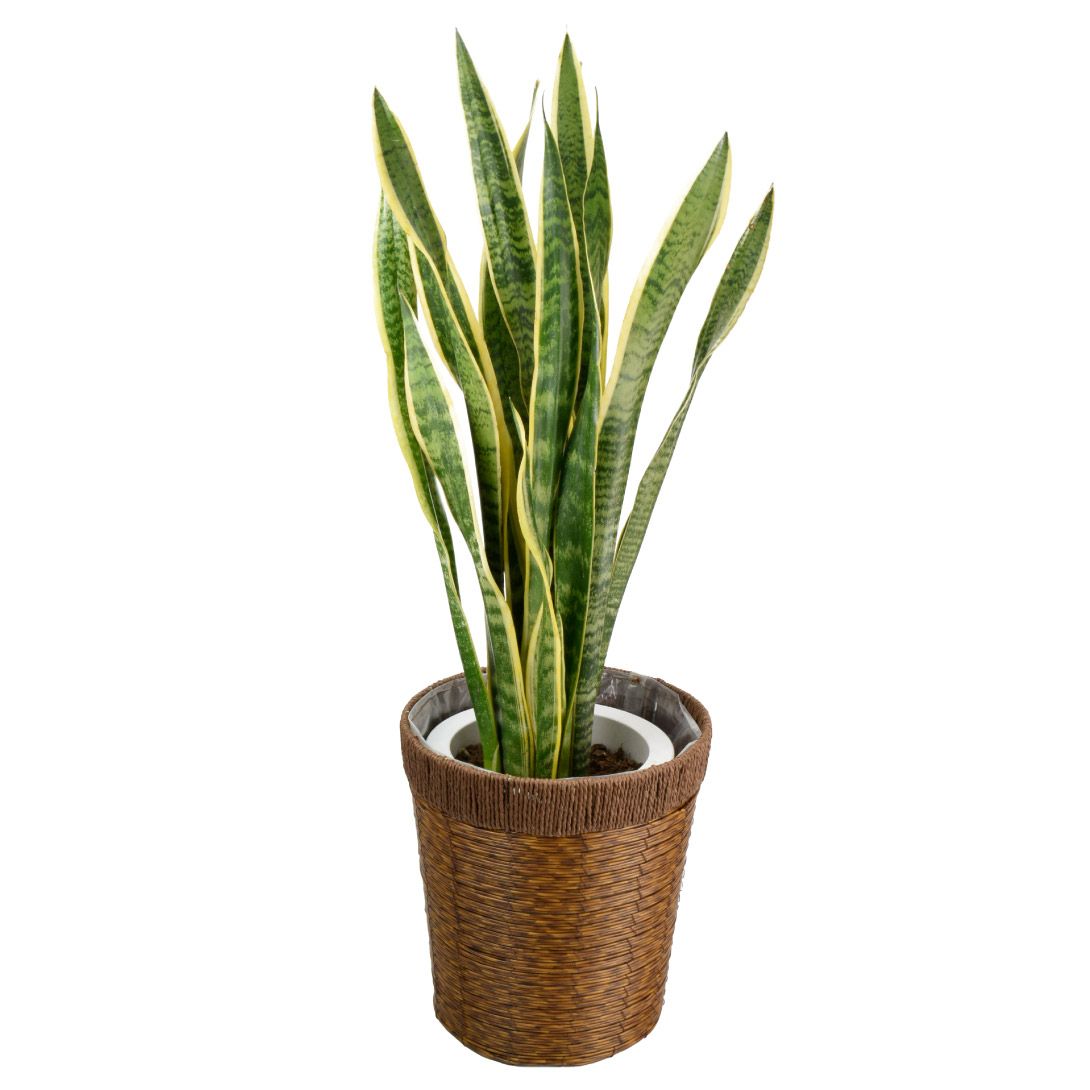 観葉植物 7号 サンスベリア」の人気商品一覧・価格比較 - 価格.com