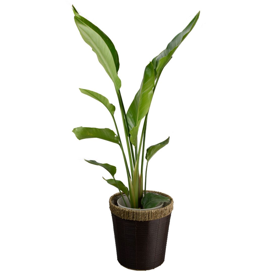 観葉植物 7号 オーガスタ」の人気商品一覧 | 安い商品を通販サイトから