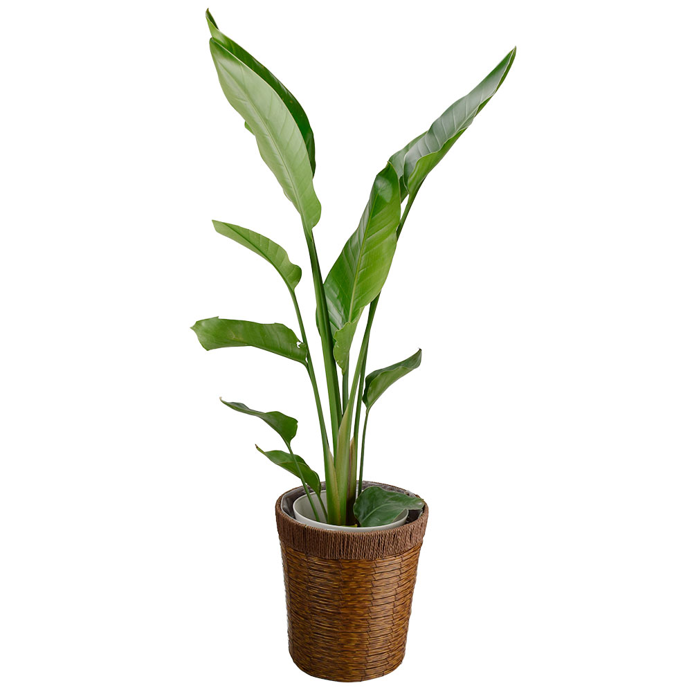 国華園 観葉植物 オーガスタ 7号鉢 鉢カバー：茶 : 花と緑 国華園