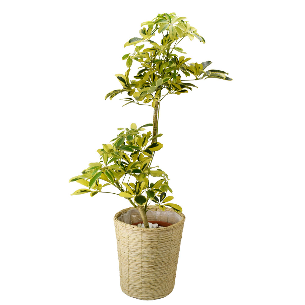 国華園 観葉植物 シェフレラ ハッピーイエロー 曲げ 7号鉢 鉢カバー