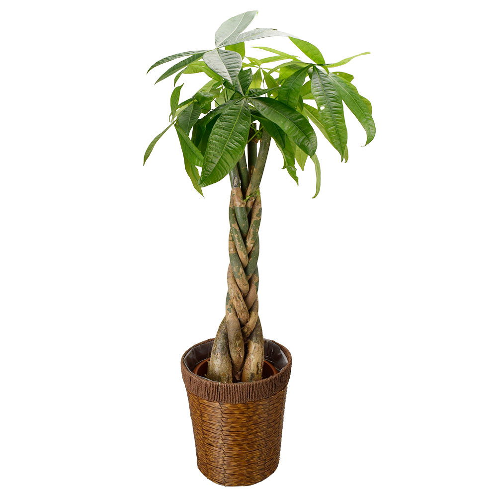 国華園 観葉植物 パキラ 7号鉢 鉢カバー：茶 / 本物 大型 インテリア