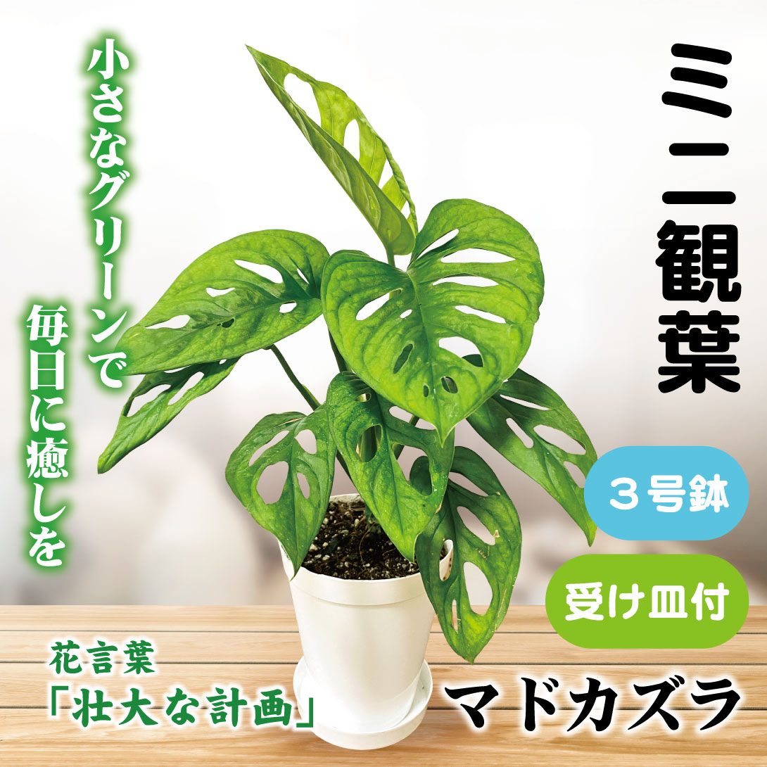 フィカス ウンベラータ