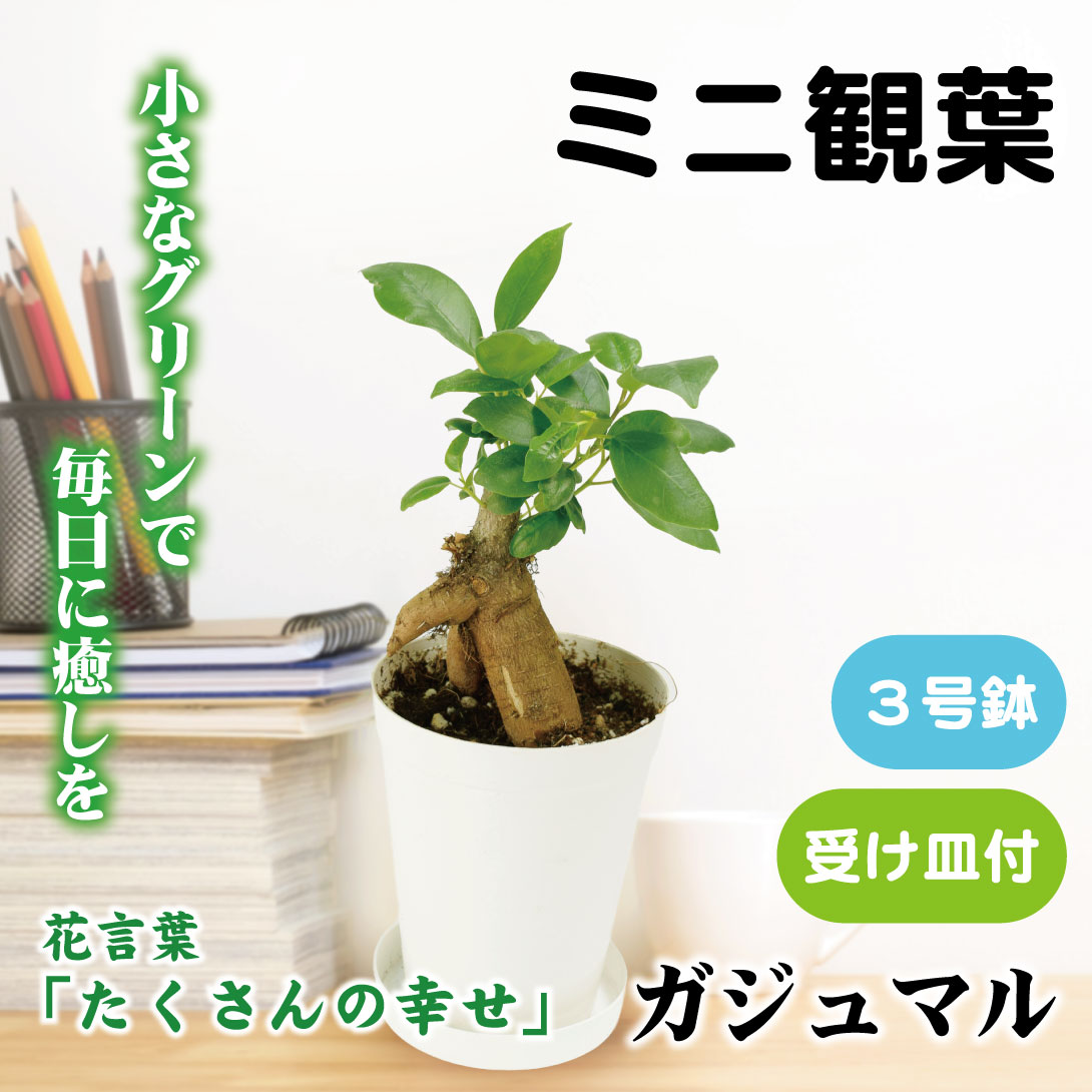 フィカス ウンベラータ