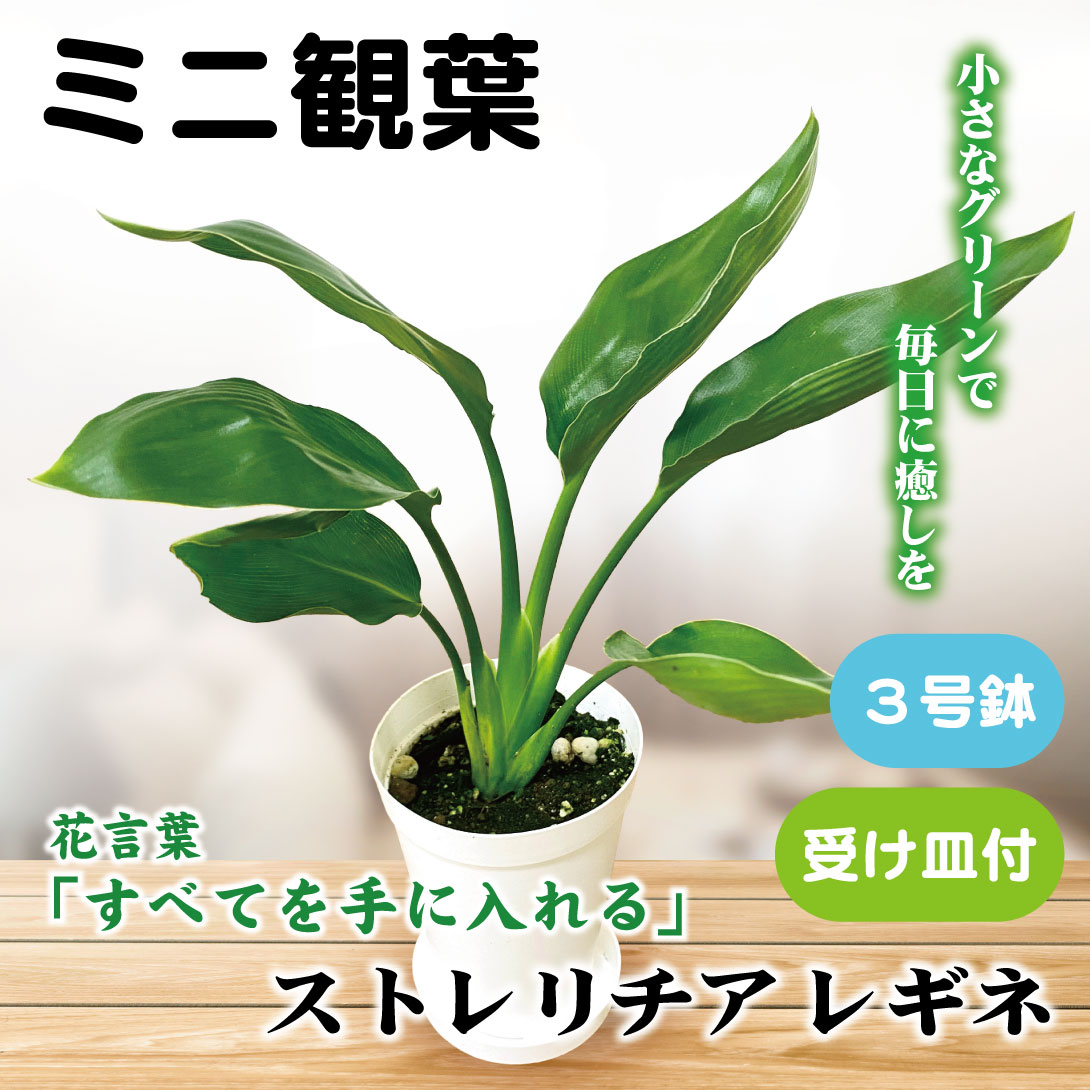 国華園 ミニ観葉植物 テーブル観葉 ストレリチア レギネ 3号鉢 1鉢