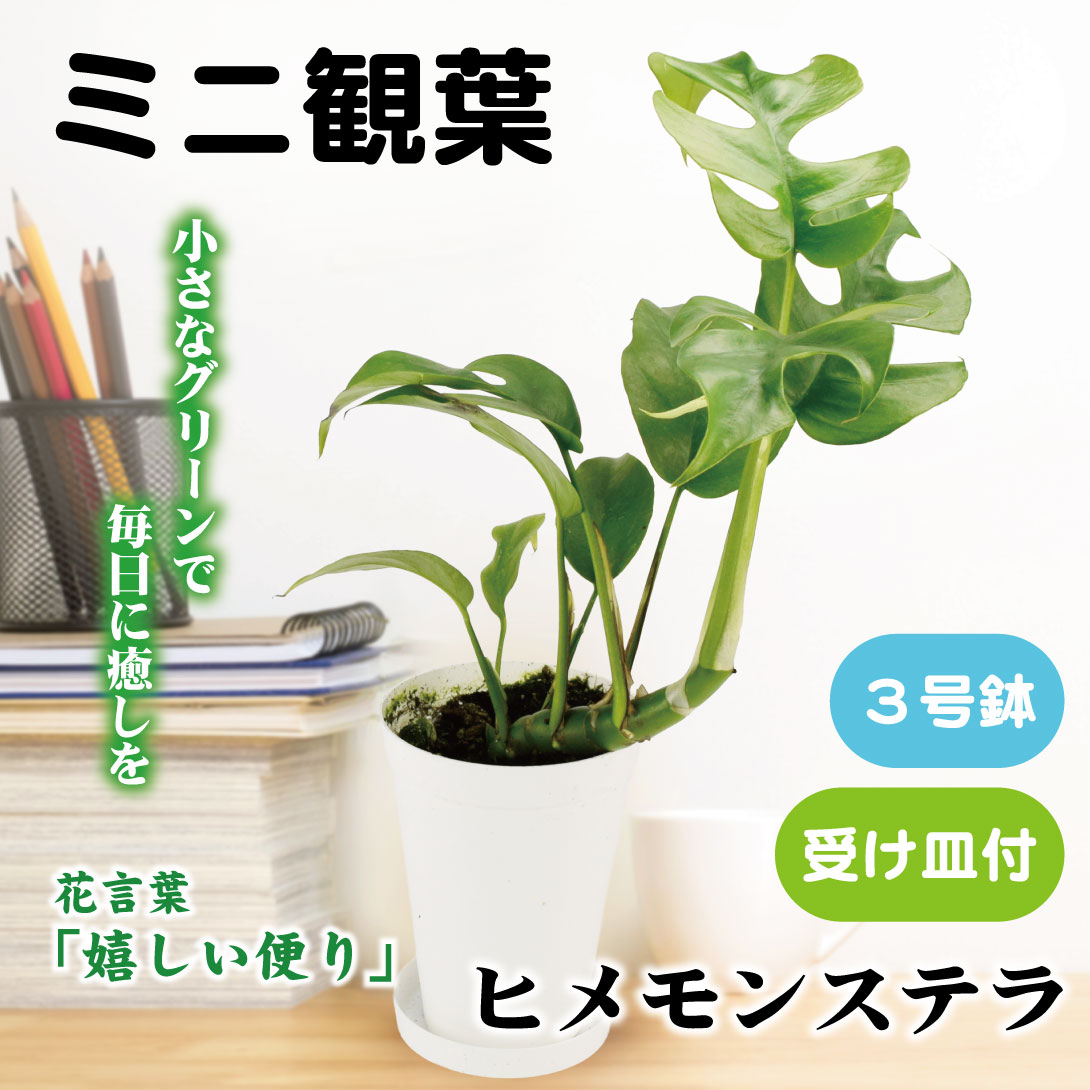 フィカス ウンベラータ