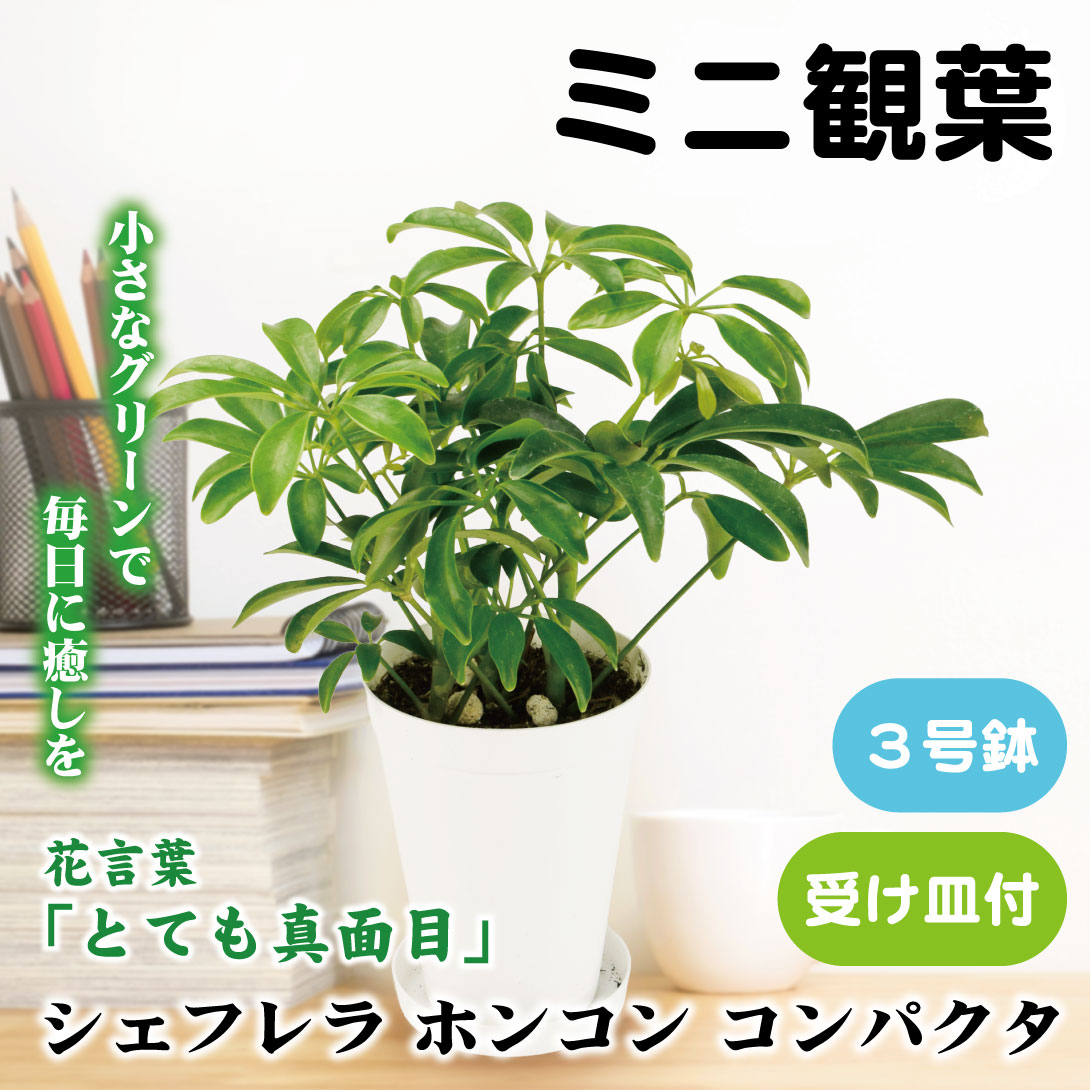 国華園 ミニ観葉植物 テーブル観葉 シェフレラホンコン コンパクタ 3号