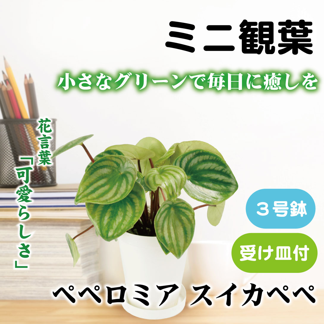 フィカス ウンベラータ