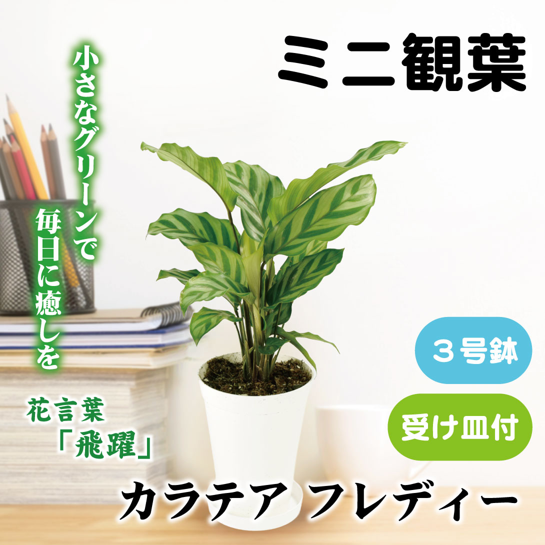 フィカス ウンベラータ