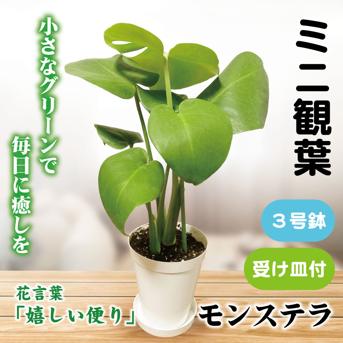 国華園 観葉植物 オーガスタ 7号鉢 鉢カバー：茶 : 花と緑 国華園