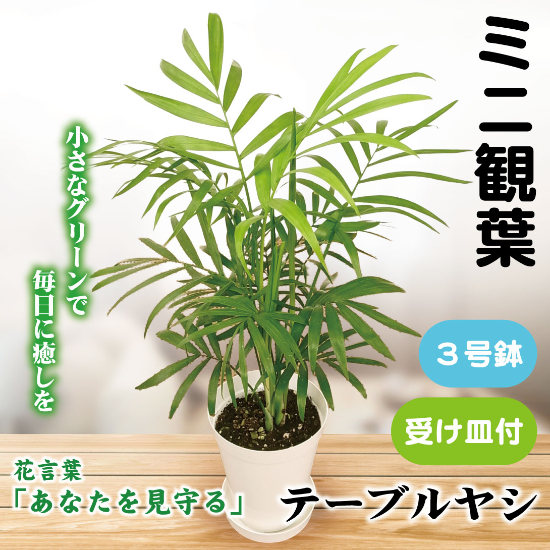 国華園 ミニ観葉植物 テーブル観葉 テーブルヤシ 3号鉢 1鉢 受け皿付