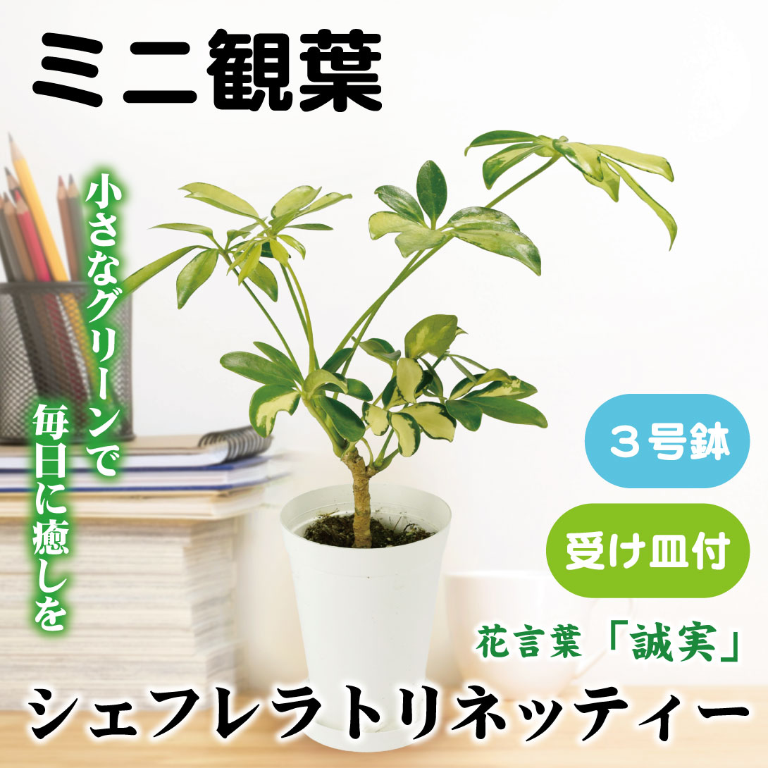 フィカス ウンベラータ