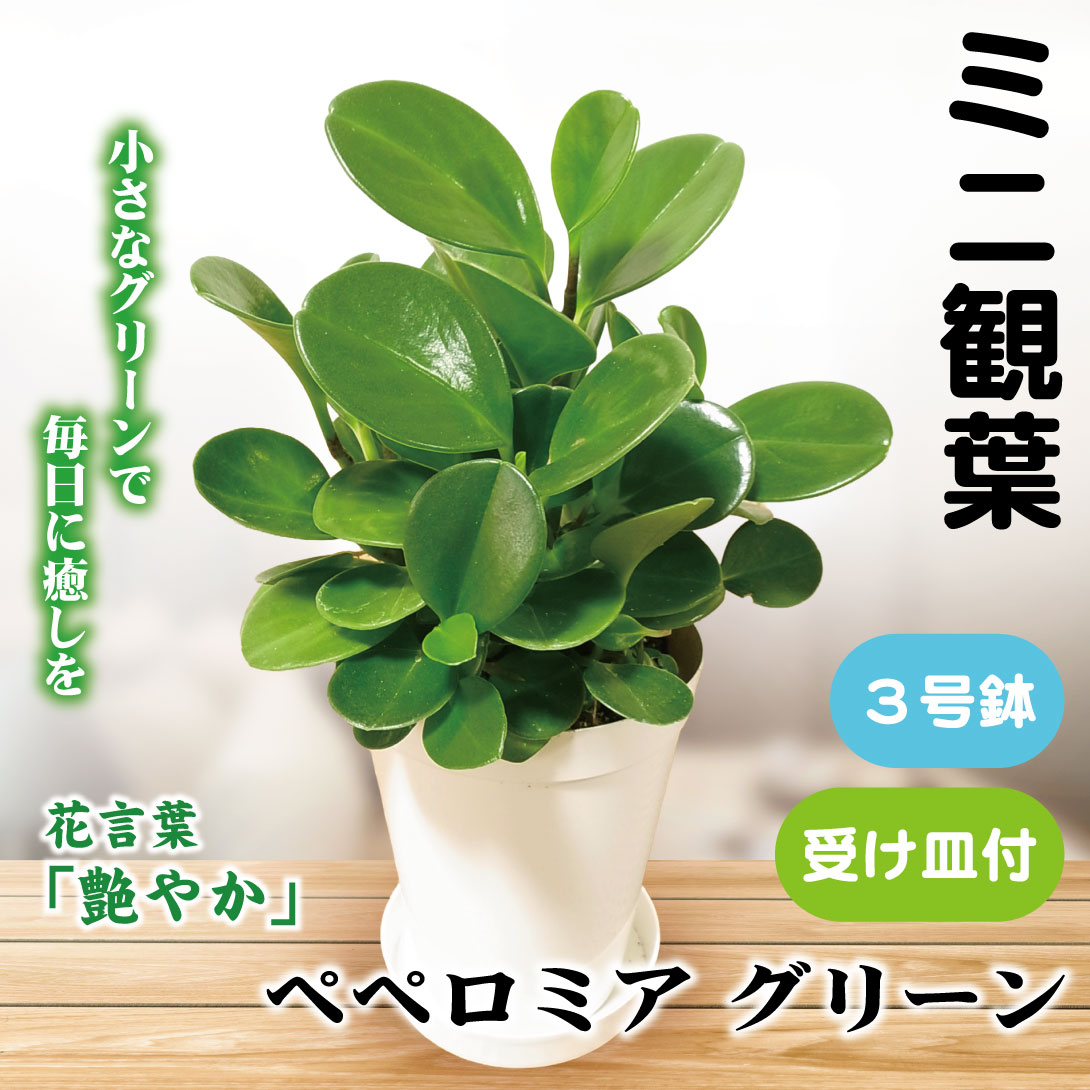 観葉植物 ペペロミア 3号」の人気商品一覧 | 安い商品を通販サイトから