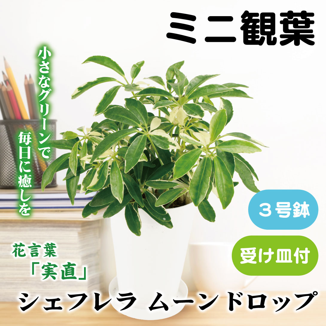 フィカス ウンベラータ