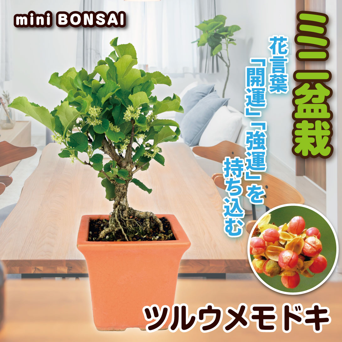 植木 盆栽 ウメモドキ」の人気商品一覧 | 安い商品を通販サイトから