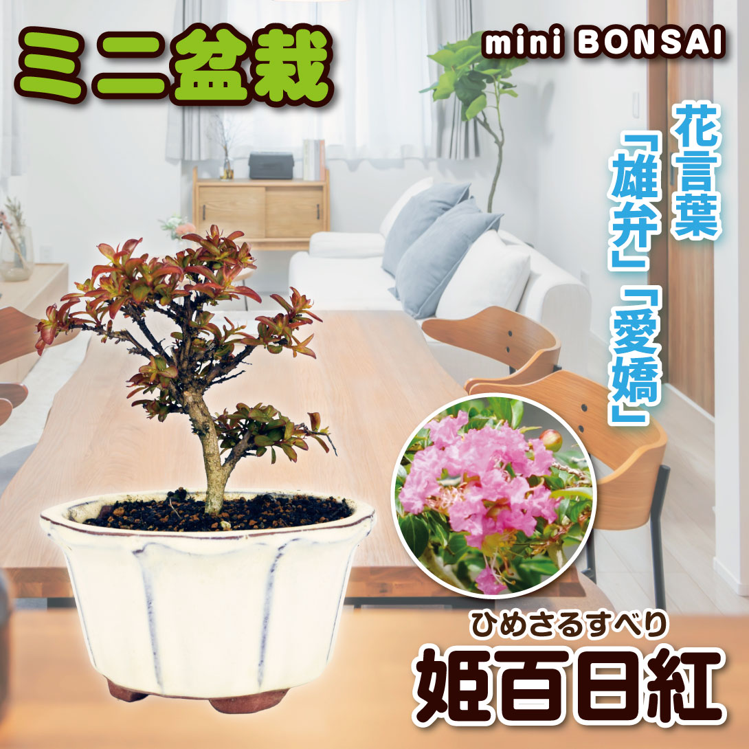 国華園 ミニ盆栽 姫百日紅 1鉢 : 花と緑 国華園 - 通販 - Yahoo