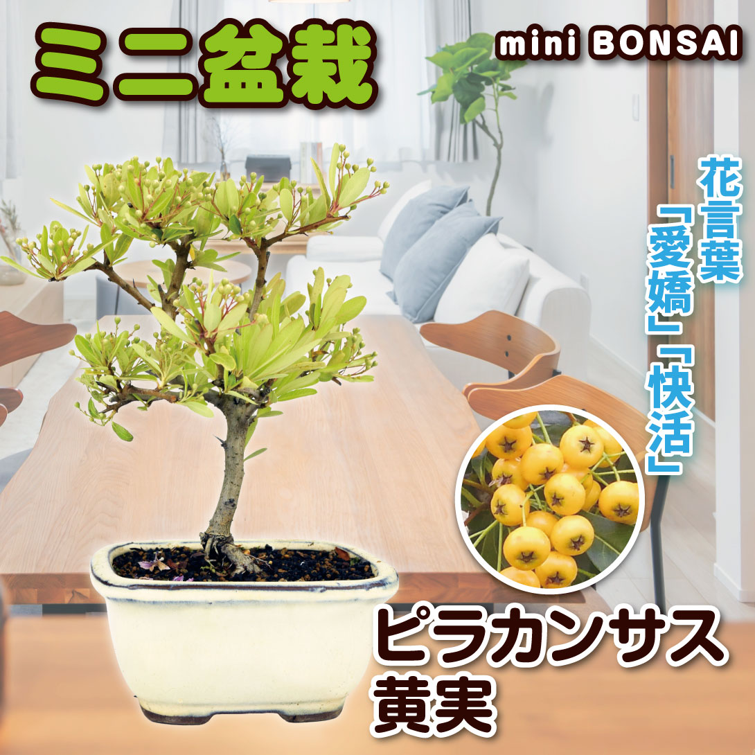 国華園 ミニ盆栽 ピラカンサス黄実 1鉢 : 花と緑 国華園 - 通販