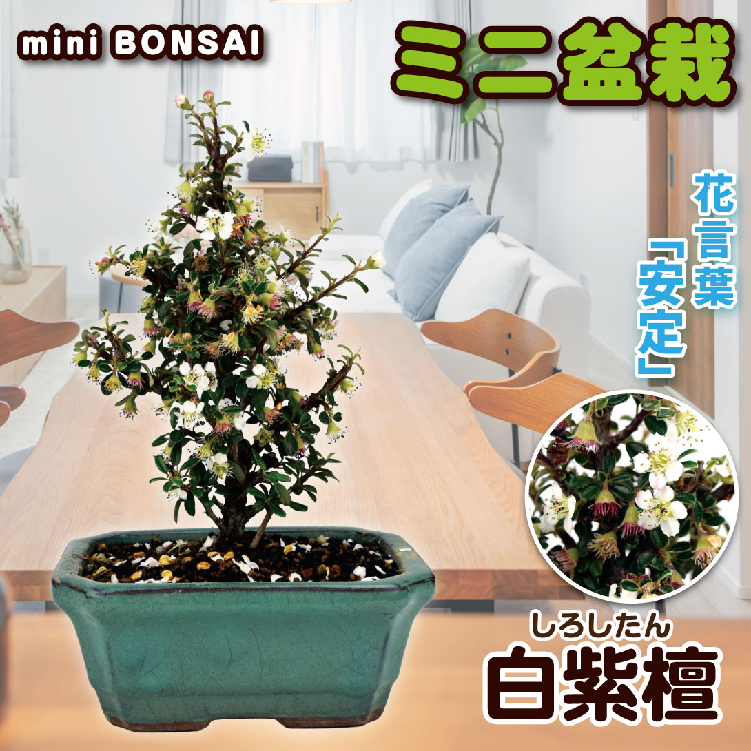 国華園 ミニ盆栽 白紫檀 1鉢 : 花と緑 国華園 - 通販 - Yahoo!ショッピング