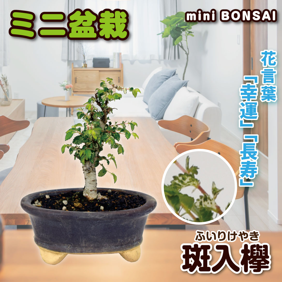 植木 盆栽 欅」の人気商品一覧 | 安い商品を通販サイトから探す - 価格.com