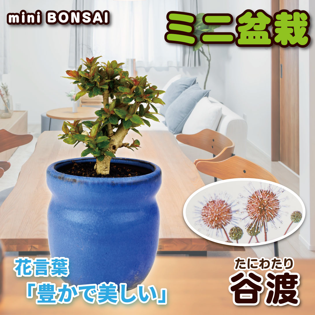 国華園 ミニ盆栽 谷渡 1鉢 : 花と緑 国華園 - 通販 - Yahoo!ショッピング