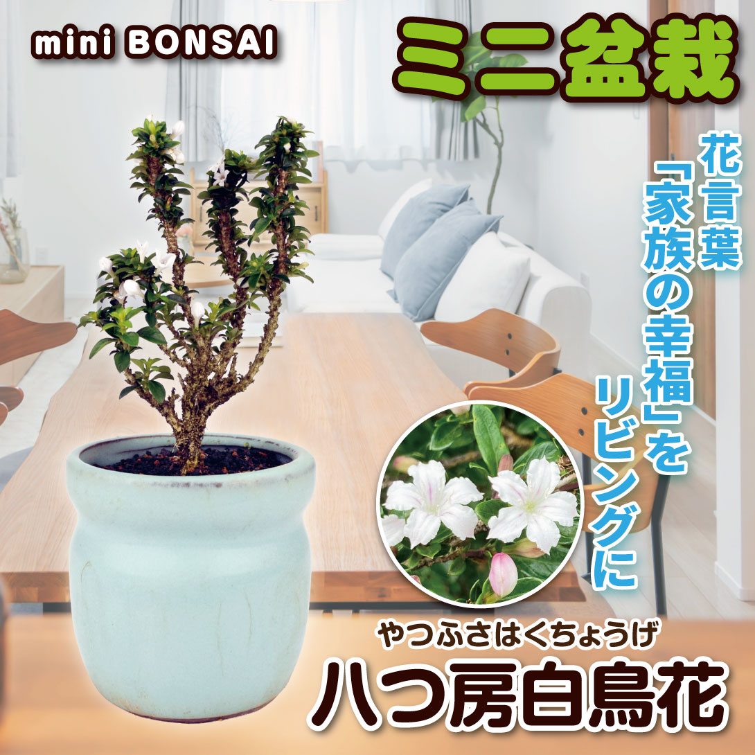 国華園 ミニ盆栽 八つ房白鳥花 1鉢の説明 - 通販 - Yahoo!ショッピング