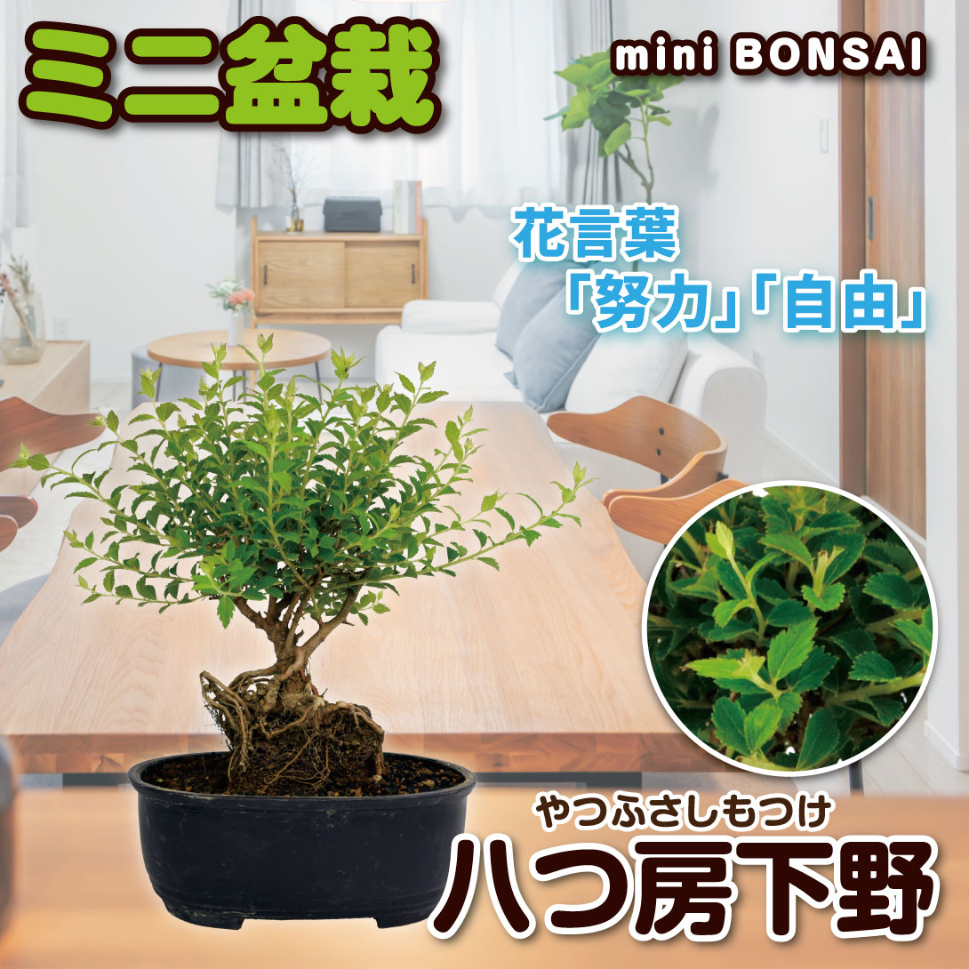 国華園 ミニ盆栽 八つ房下野 1鉢 : 花と緑 国華園 - 通販 - Yahoo
