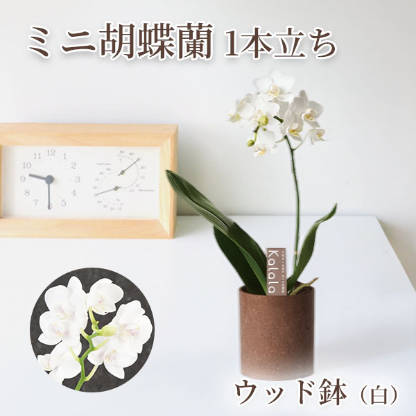 国華園 ミニ胡蝶蘭 ウッド鉢 白系1F 1鉢 ミニコチョウラン お祝い
