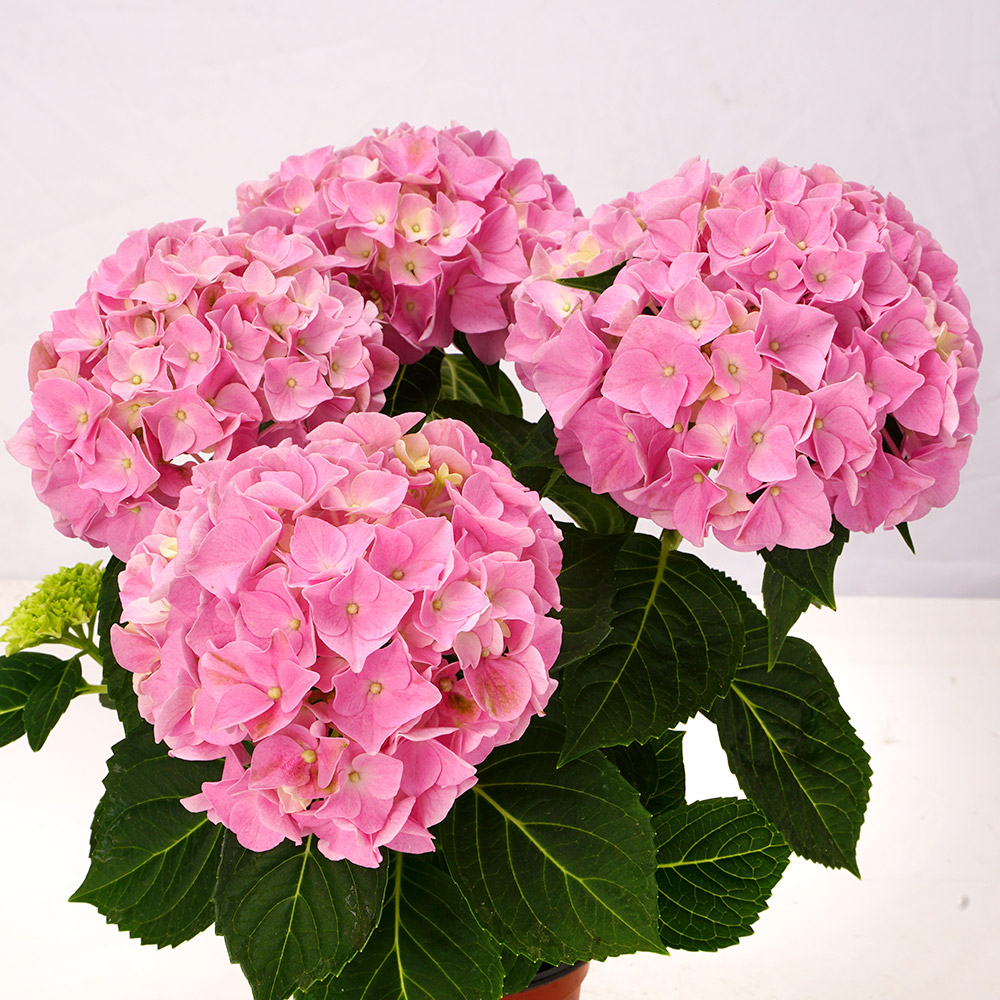 国華園 アジサイ苗 ピンクサンセット 1株 10.5cmポット苗 花木苗 : 花