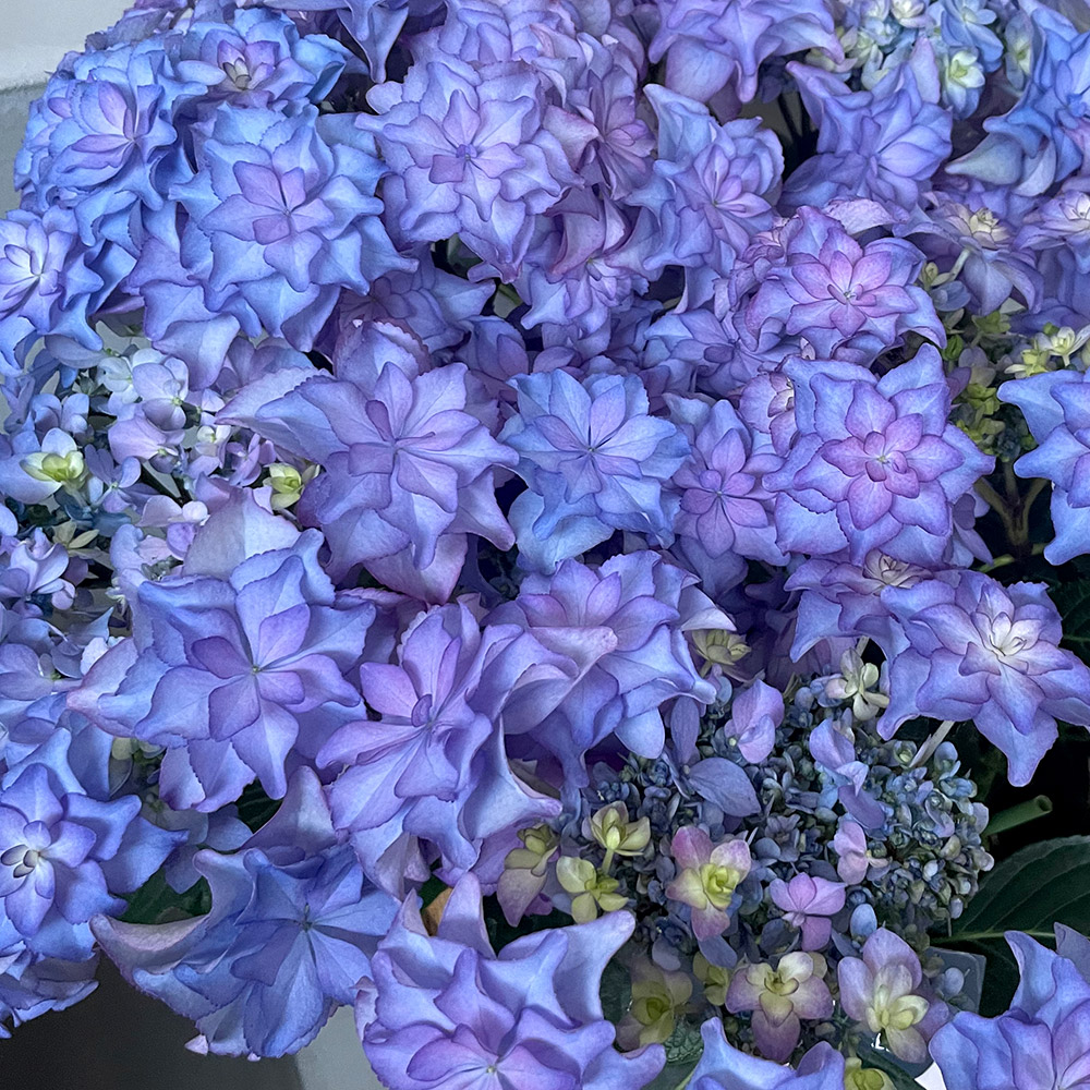 国華園 花木苗 アジサイ カサノバブルー 1株 : 花と緑 国華園 - 通販