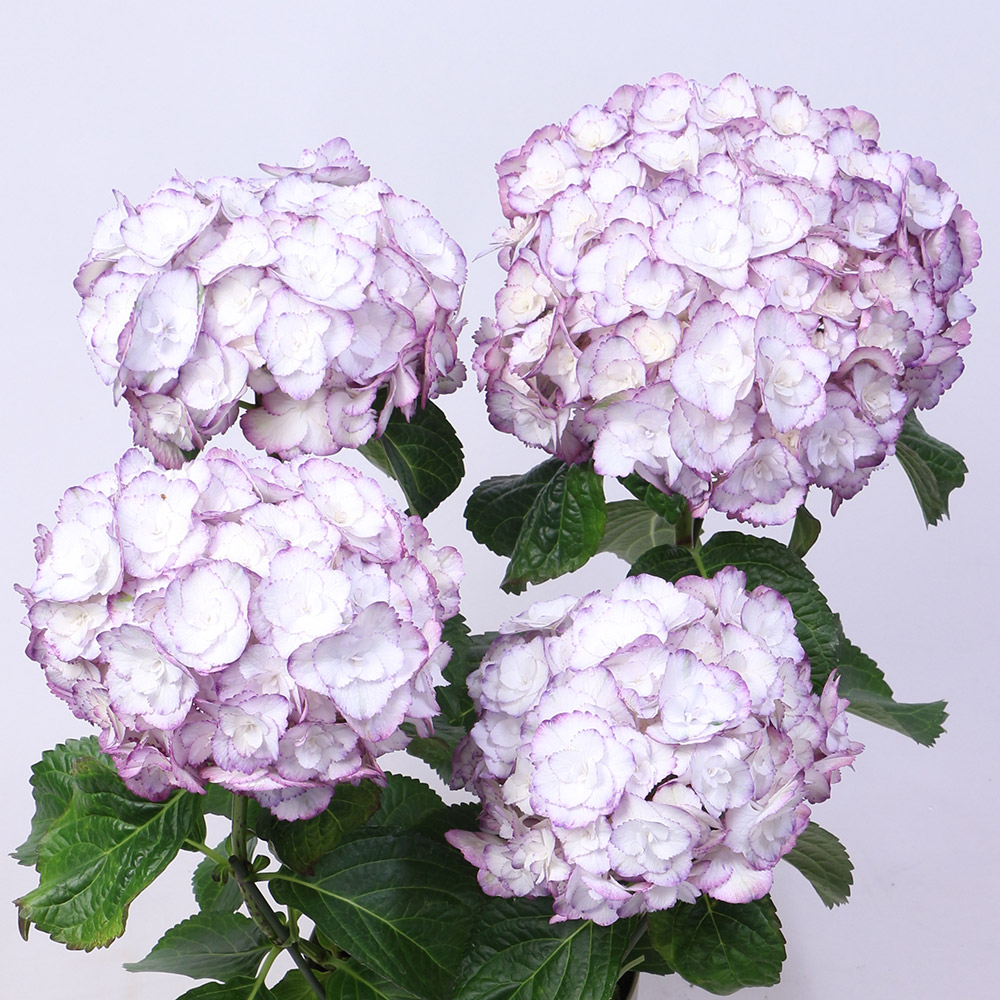 国華園 アジサイ苗 エンジェリカ ブルー 1株 10.5cmポット苗 花木苗
