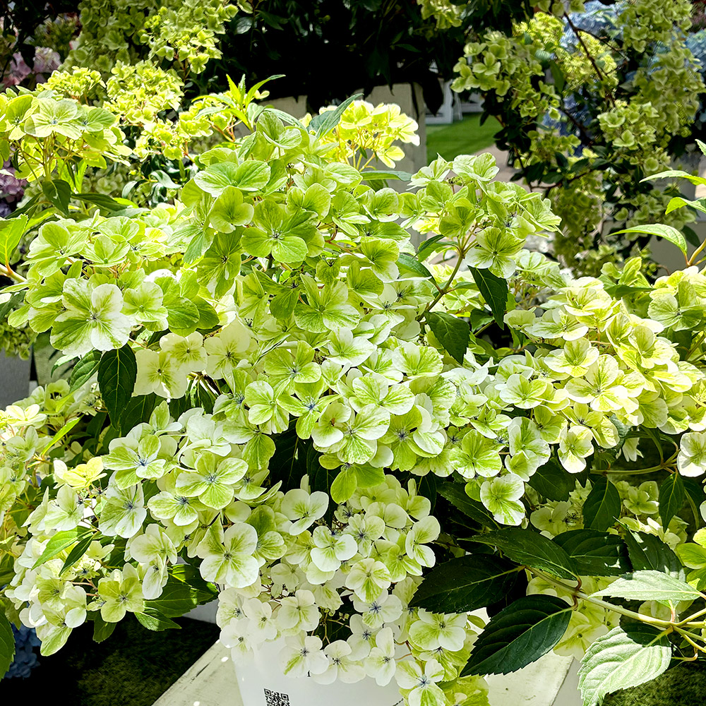 国華園 牡丹苗 香玉 1株 2〜3芽付素掘苗 中輪 花木苗 : 花と緑 国華園