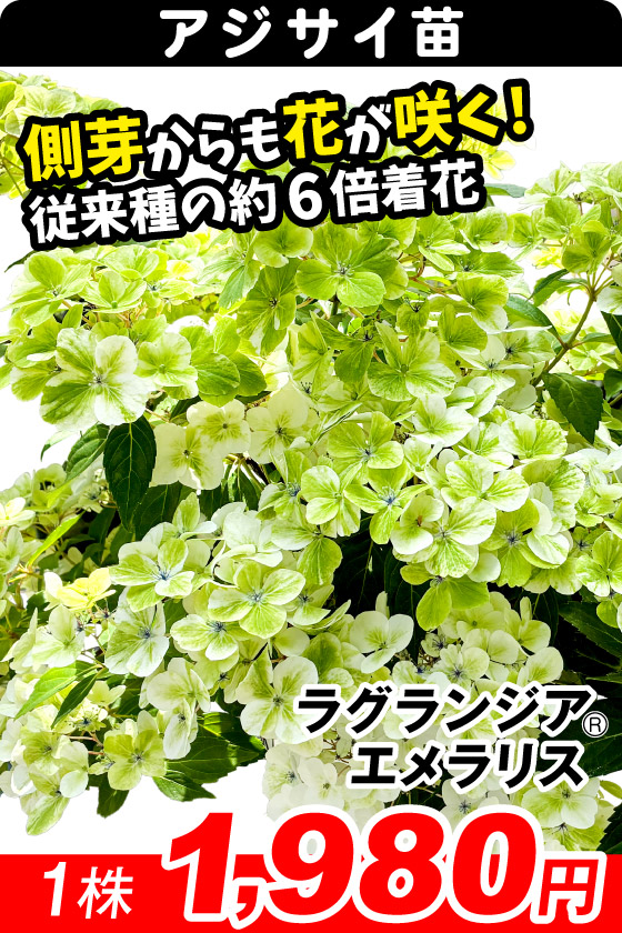 花木苗 アジサイ ラグランジアR エメラリス