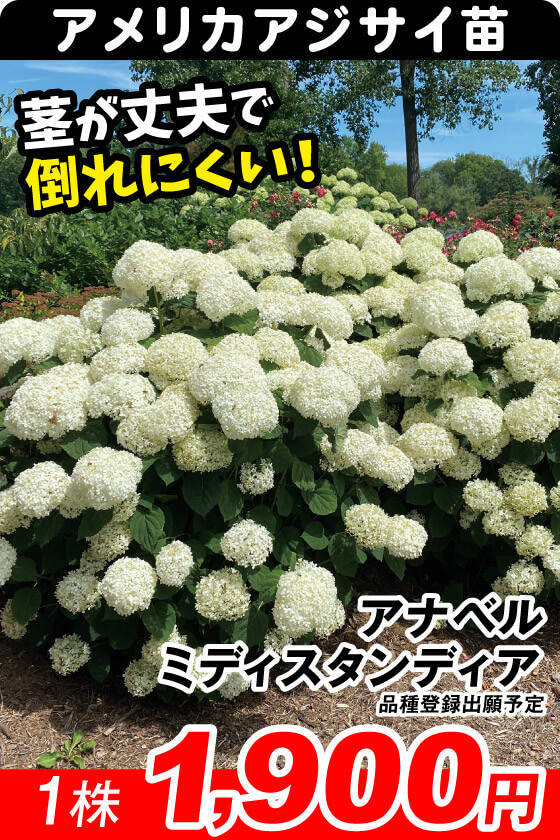 ❀ご購入前にコメントお願い致します❀　輸入アジサイ　苗 2種　セット 国華園オンラインショップ / アジサイ