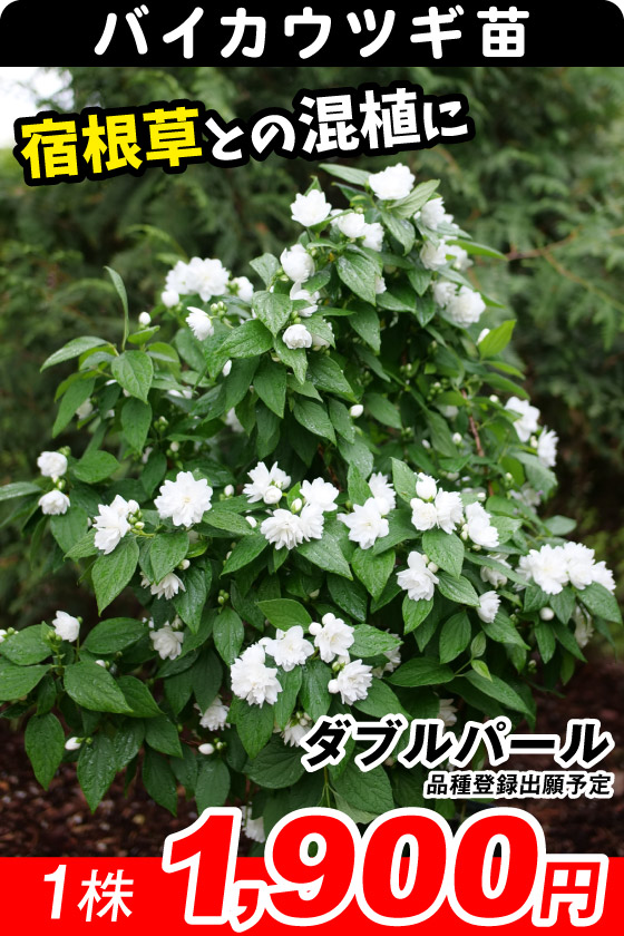 花木苗 バイカウツギ ダブルパール