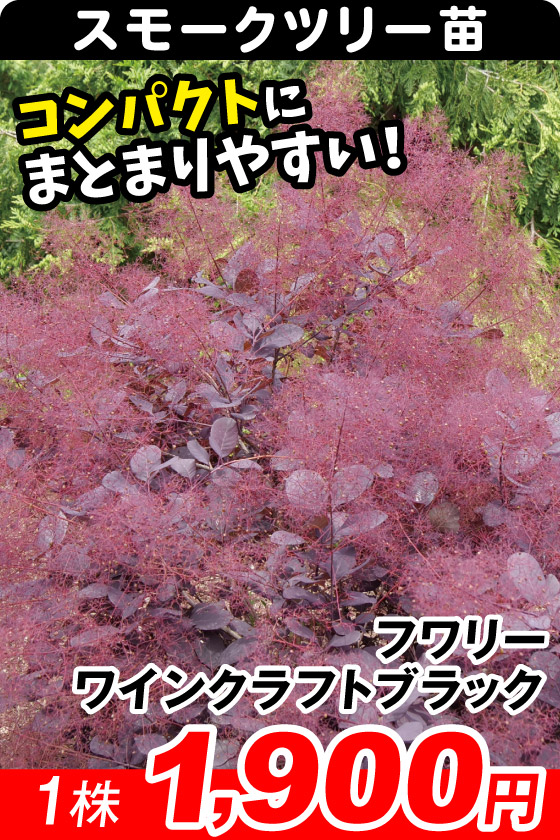 花木苗 スモークツリー フワリー ワインクラフトブラック