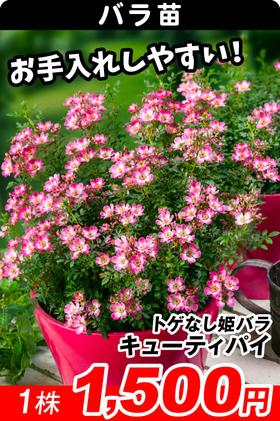 キューティパイ