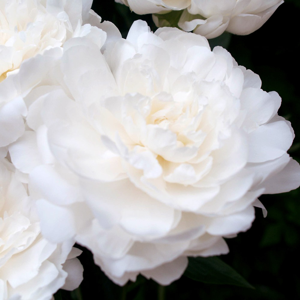 国華園 花木苗 芍薬 白雪姫 2年生大株苗 1株 : 花と緑 国華園 - 通販