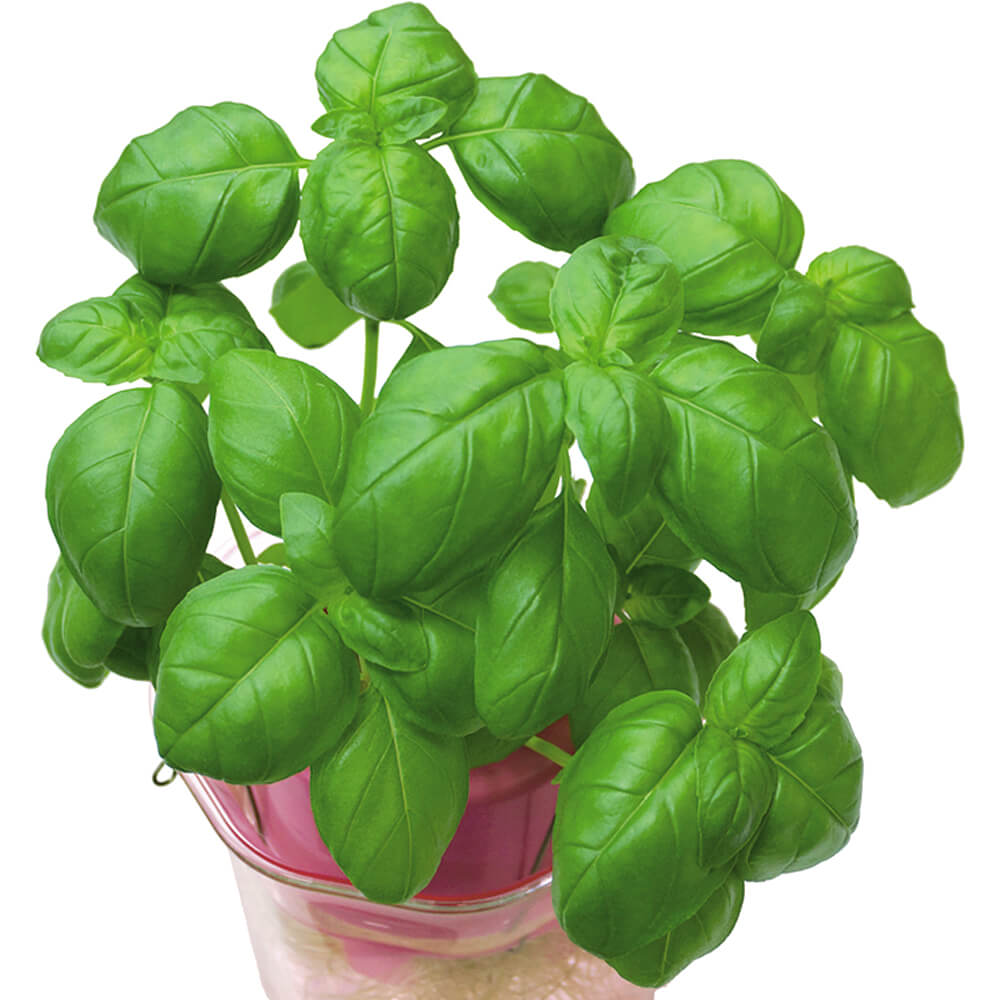 国華園 実生野菜苗 バジル(スイートバジル) ...の詳細画像1